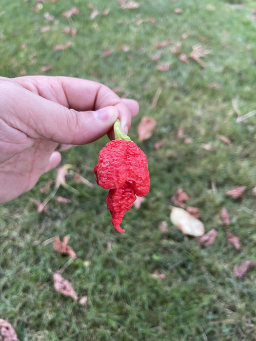 Reaper Brain Red
